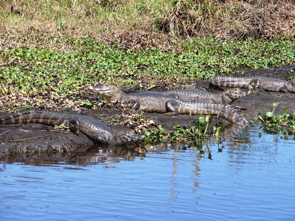 Jacarés - Pantanal MS