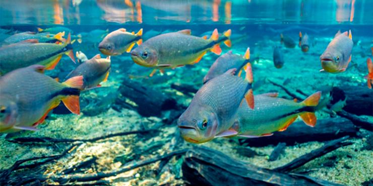 Peixes nadando em águas cristalinas em Bonito MS.