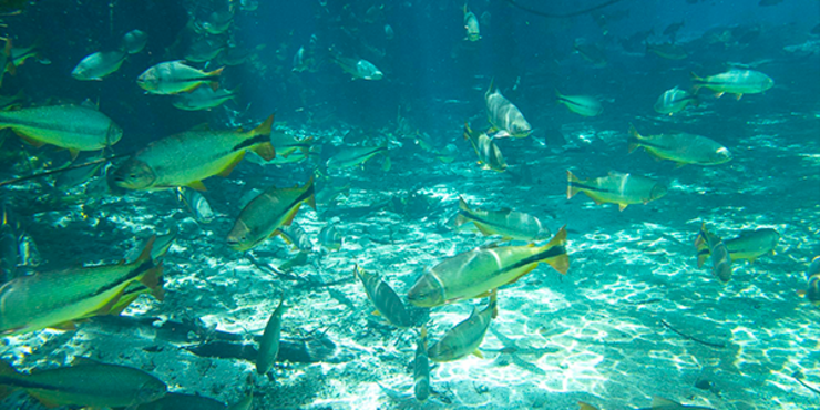 imagem dos peixes no Rio Sucuri em Bonito.