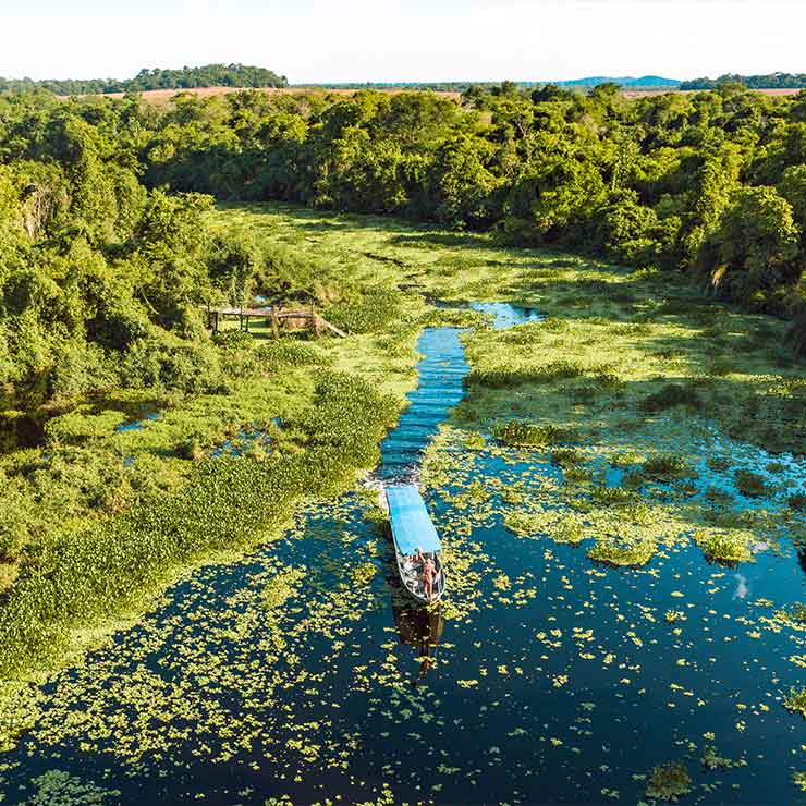 Um barco navega por um rio no Pantanal cercado por vegetação densa e flutuantes, destacando a rica biodiversidade da região