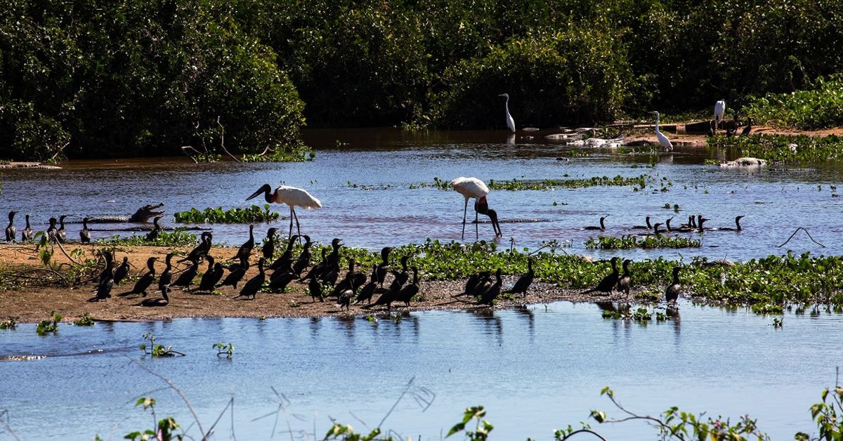 Motivos para incluir o Pantanal no roteiro para Bonito e o perfil ideal para essa viagem